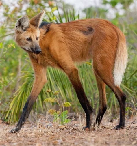 The maned wolf : r/AIDKE