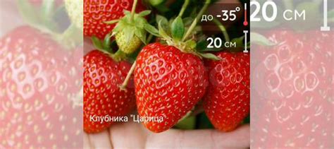 Клубника Царица купить в Кемерово | Товары для дома и дачи | Авито