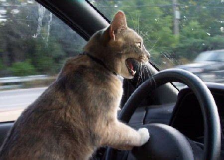 cat driving car Blank Template - Imgflip