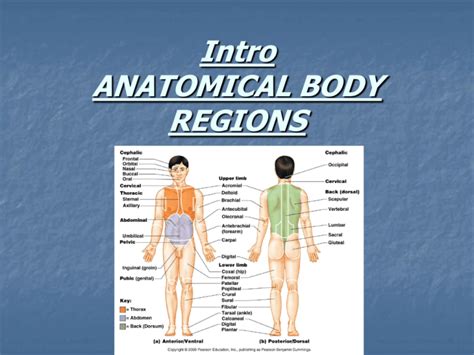 anatomical body regions intro  anatomy
