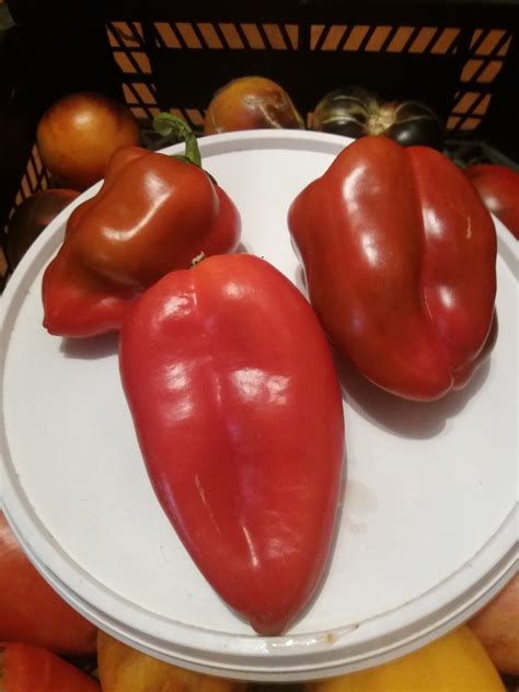 pepper