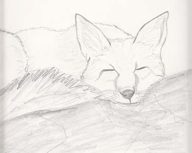 Sleeping Fox Sketch at PaintingValley.com | Explore collection of ...