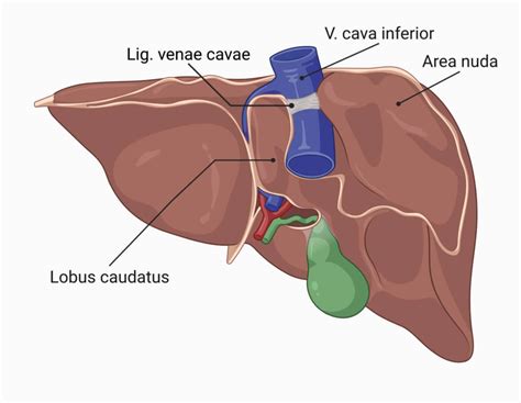 Ligamentum venae cavae - DocCheck Flexikon