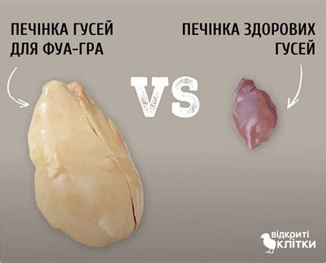 Печінка поза законом: де і чому заборонена фуа-гра – Рубрика