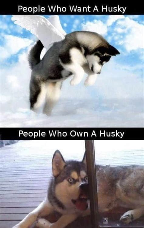 21 Funny Pun Husky Memes That Will Have You Howling