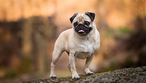 Pug Dog Breed Profile – Top Dog Tips