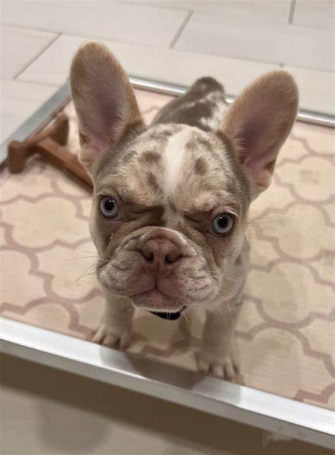 New Shade Isabella Merle French Bulldog For Sale | Wild Blue