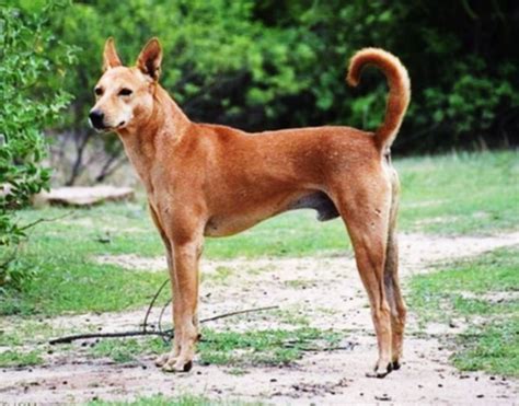 Desi Kutta or Indian Pariah Dog: Breed Information, Pictures and ...