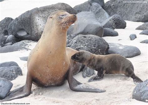 endangered animals list  pictures interesting facts updated