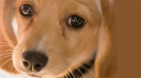 Cocker Spaniel Dachshund Mix Puppy