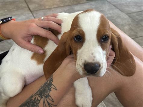 Basset Hound Puppies For Sale In Florida