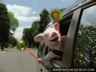 GEICO PIG GIF - GEICO PIG WEE - Discover & Share GIFs