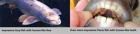 Did Humans Evolve From Fish? - Facts For Kids, Wild Life & Nature - Kinooze
