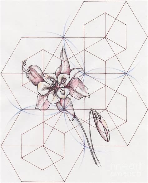 Columbine Flower Drawing at PaintingValley.com | Explore collection of ...