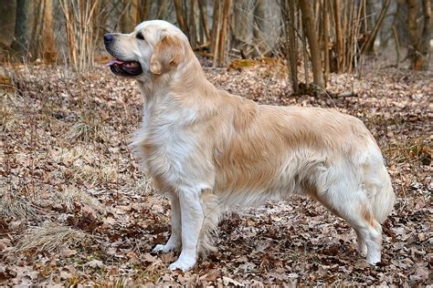 Golden Retriever – Wikipedia