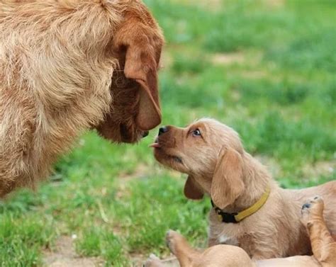 Basset Fauve de Bretagne Puppies Behavior And Characteristics In ...