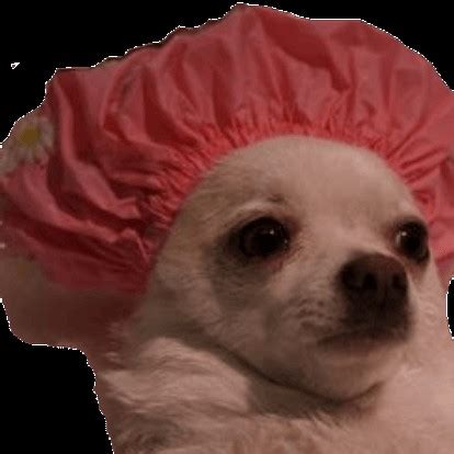 Create meme "funny Chihuahua, Chihuahua dog, dog funny" - Pictures ...