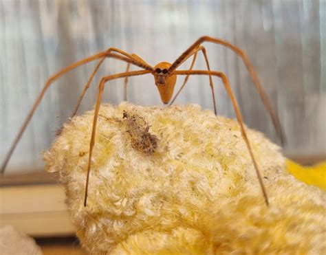 Net Casting Spider in my backyard : r/spiders