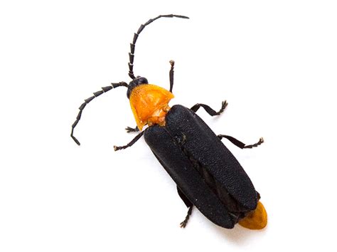 Firefly Species at Risk | Xerces Society