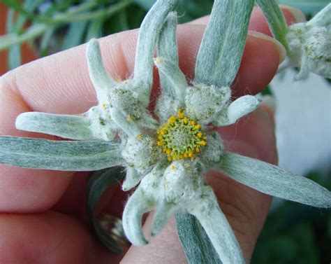 Floare in floare | Greenzonelife