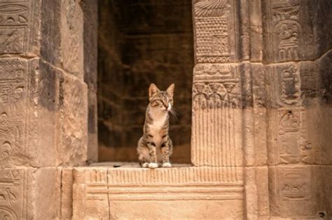 7 Cat Gods & Cat Goddesses From Ancient Cultures - Catster