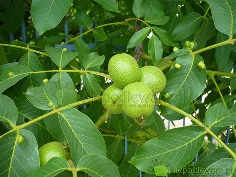 pilsniowiec orzechowy  sposobow zwalczania