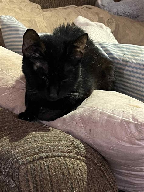 Saving St. Louis Pets | UPDATE! Weve decided to take him to the humane