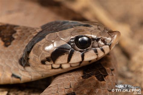 Snouted Night Adder Causus defilippii