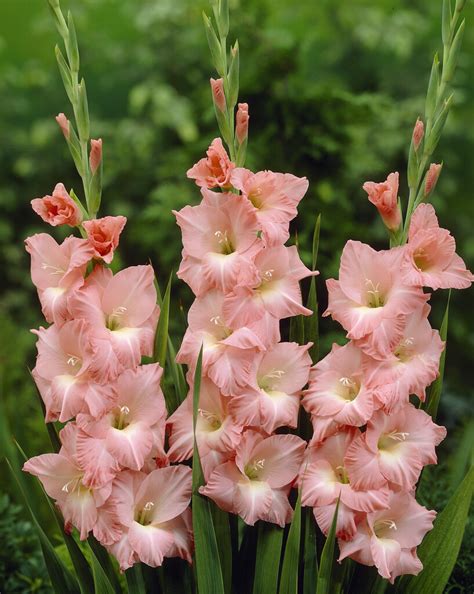 Gladiolus Rose Supreme - Vigo Gladiolus