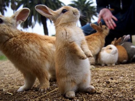 An island full of bunnies! The babies were the only ones I wanted to ...