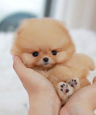 Pomeranian Teacup Mini - Pets Lovers