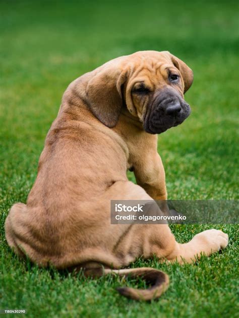 Are Fila Brasileiro Aggressive