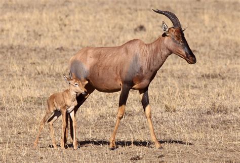 The animal kingdom: Topi