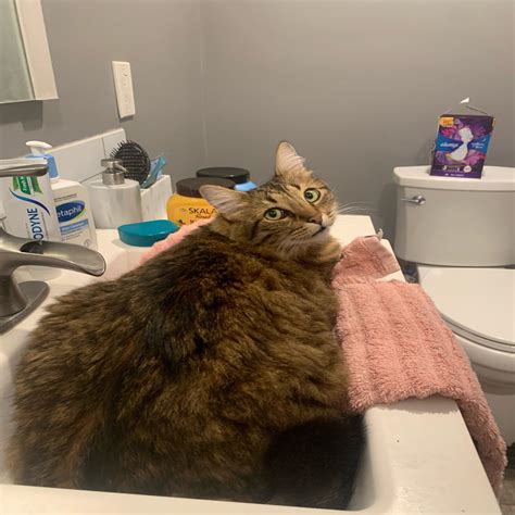 animal shelter yuba city 4