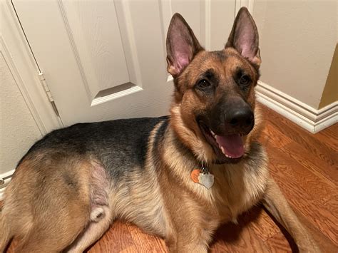 Elite Dog Training in DFW area | German Shepherds Forum