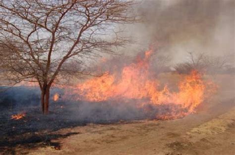Fire destroys 73-acre rice farm in Jatung
