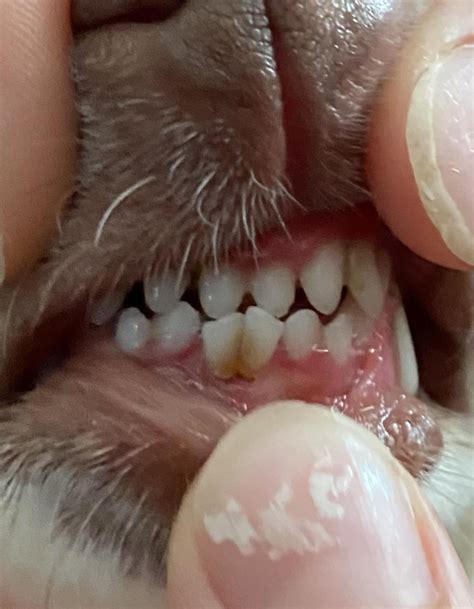Periodontis in 2yo Chihuahua? Vet said to leave it and gums may heal or teeth may fall out - 2