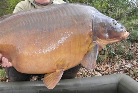 carpe ou es tu chasse nature passion