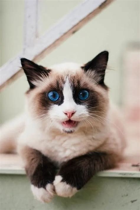 8 Grooming Tips for Long-Haired Siamese Cats – HairstyleCamp