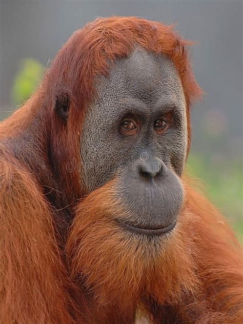 Orangutan. Portrait of a male Orangutan , #Ad, #Orangutan, #Portrait, # ...