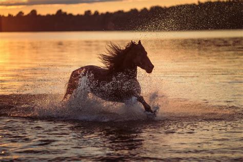 161 Black Horse Running Water Sunset Stock Photos - Free & Royalty-Free Stock Photos from Dreamstime