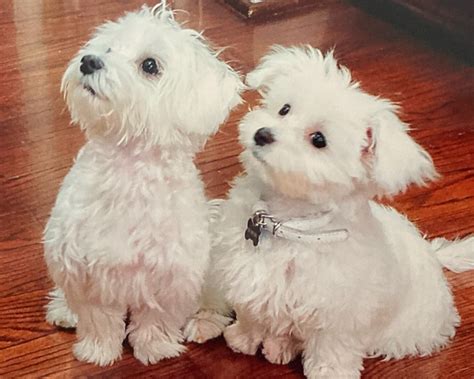 Maltese Puppies for Sale