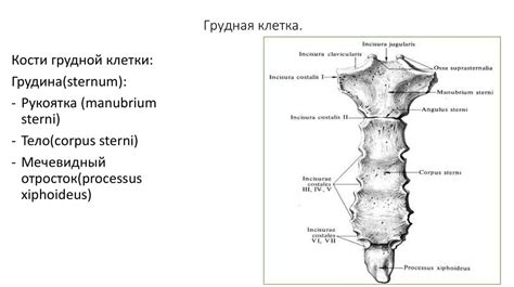 Грудная клетка. Мышцы туловища - online presentation