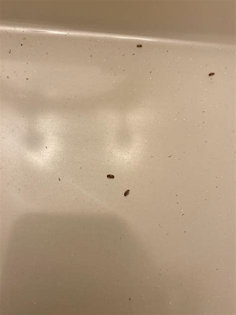 The inside of a light fixture! What are these 😱😭 : r/whatsthisbug