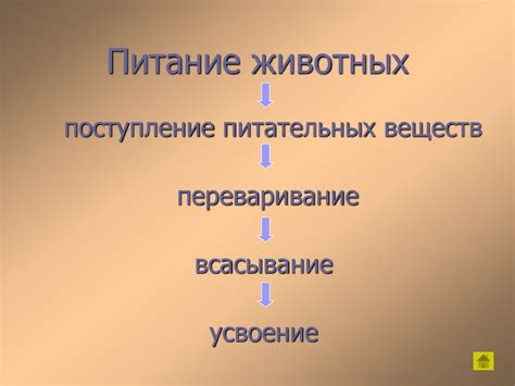 Питание и пищеварение - презентация онлайн