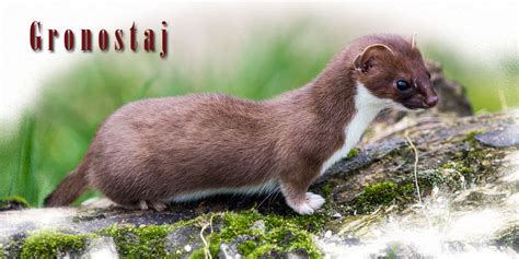 Gronostaj, łasica gronostaj – wspaniały łowca | DinoAnimals.pl