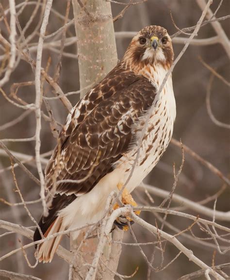 images hawk bird predator raptor nature animal talons red
