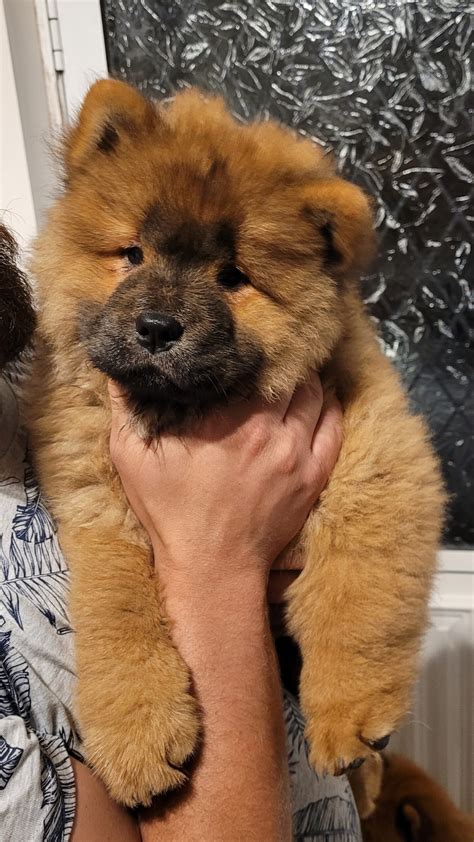 Chow Chow Husky Mix Tumblr