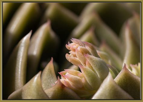 Echeveria Foto & Bild | natur-makros, jahreszeiten, frühling Bilder auf ...