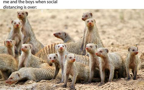 more mongoose meme : r/mongeese